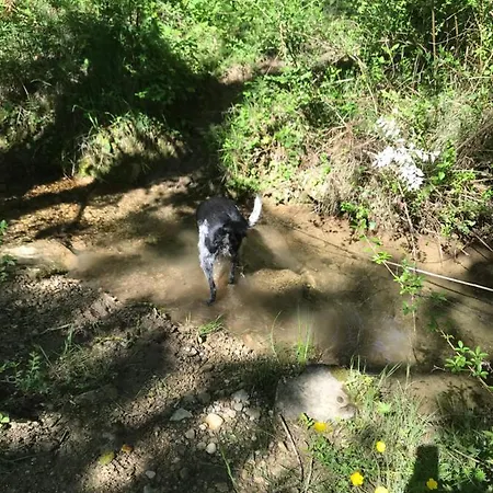 La Rosela De La Cite Bed & Breakfast
