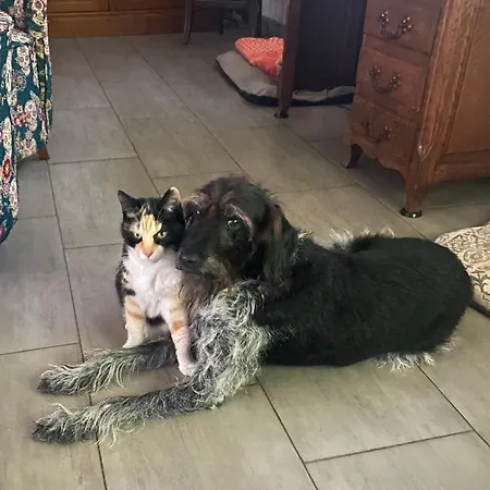 La Rosela De La Cite 3* Palaja