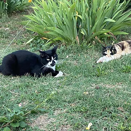 Bed & Breakfast La Rosela De La Cite 3*